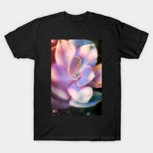 Rainbow echeveria T-Shirt